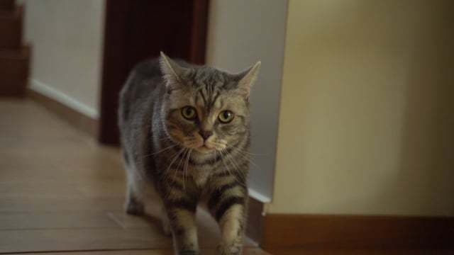 Videoclip de George Boa -> BOA Production la Mc Monis