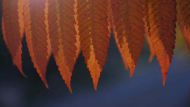 Videoclip de Andrei M. Vacar la Casa Boema