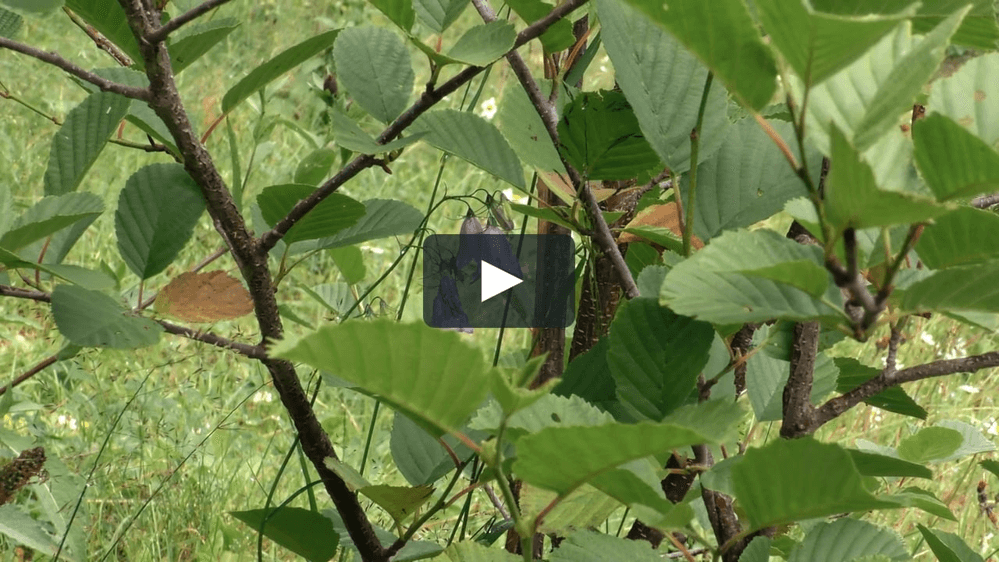 Adrian si Georgiana - Fotografii de 4D Art - David Nicolae Marius