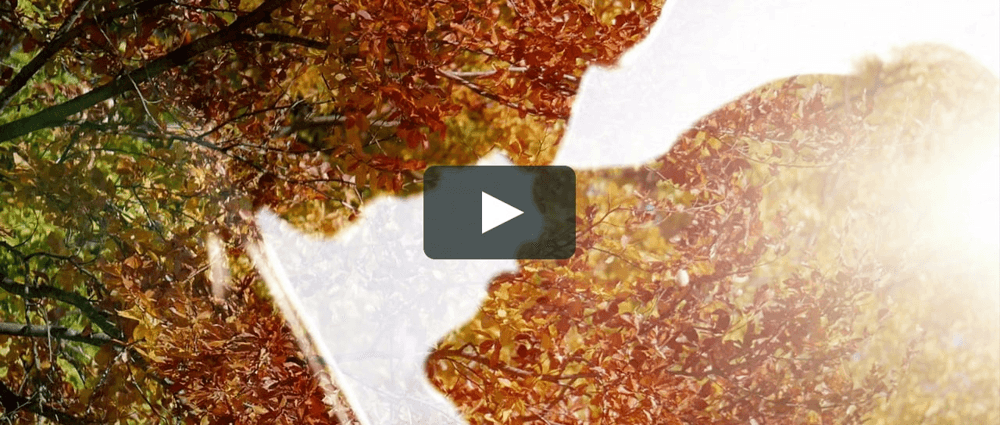 Oana și Radu - Fotografii de DIA-FILM