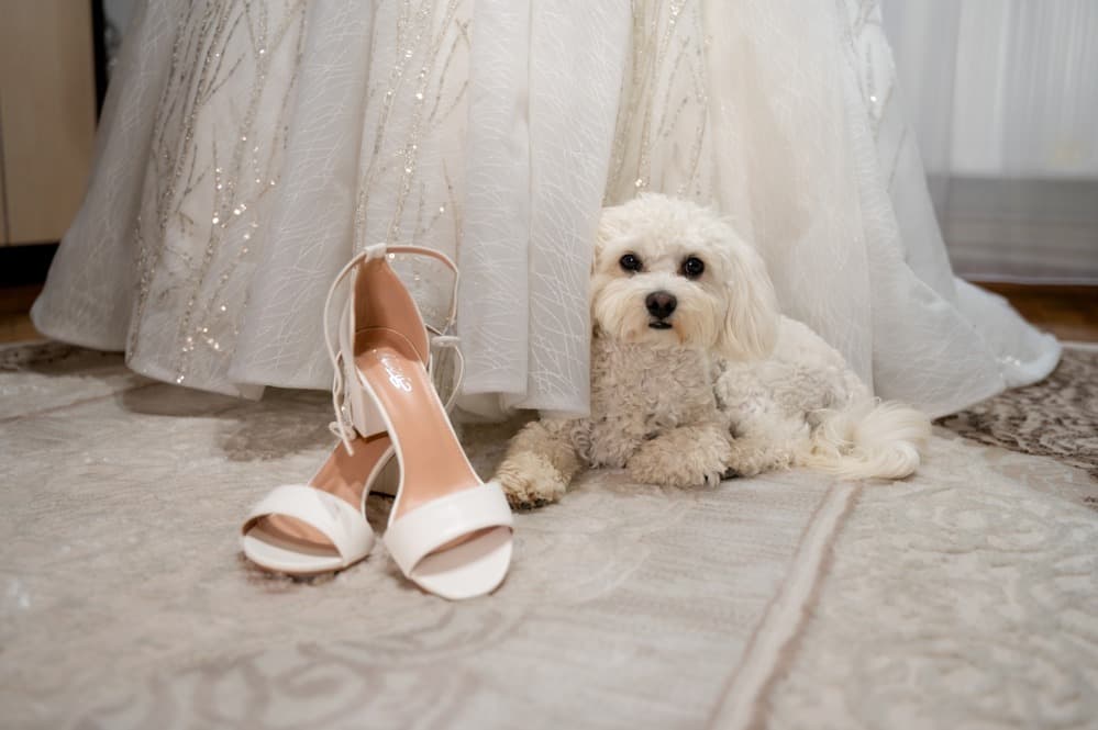 Vladut si Daiana - Fotografii de 4D Art - David Nicolae Marius