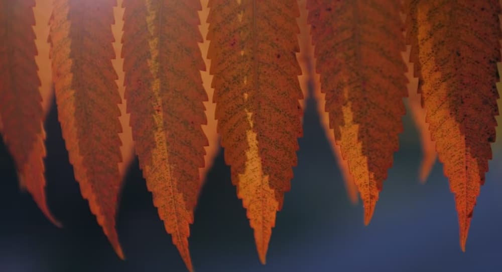 Razvan si Ioana - Fotografii de Andrei M. Vacar