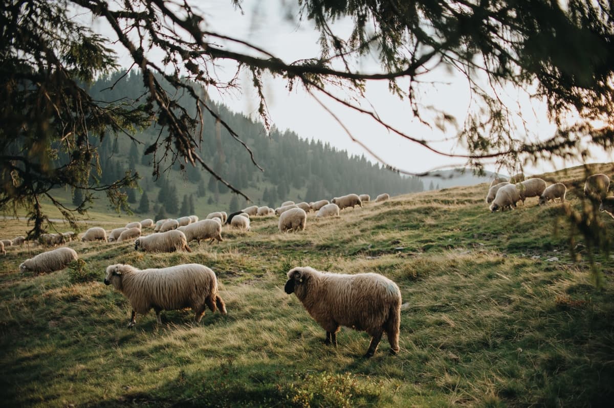 Fotografie de Urs Otto la Padiș
