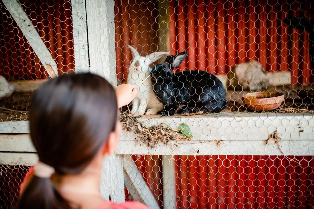 Fotografie de Laurentiu Nica la Hanul cu Ponei