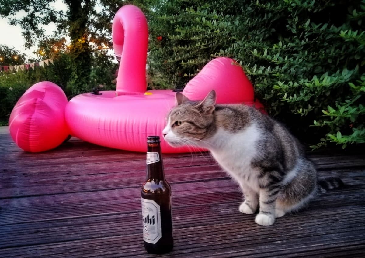 Flying Fox Secret Garden - locatie pentru nunti in Snagov, Ilfov