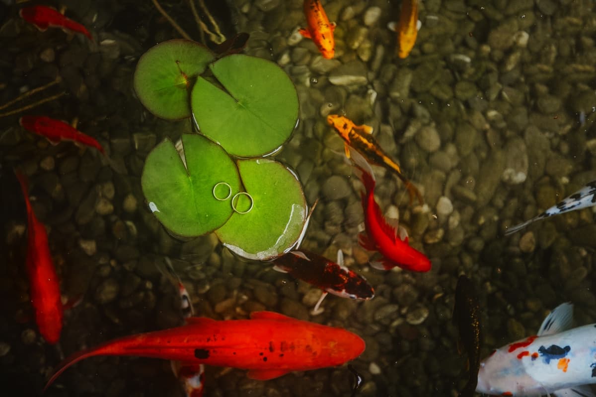 Fotografie de Teoria Zambetului la Mosia Corbeanca