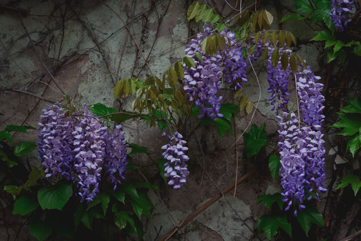 Fotografie de Nelutu Rosu la Restaurant &amp; Landhotel St. Gereon