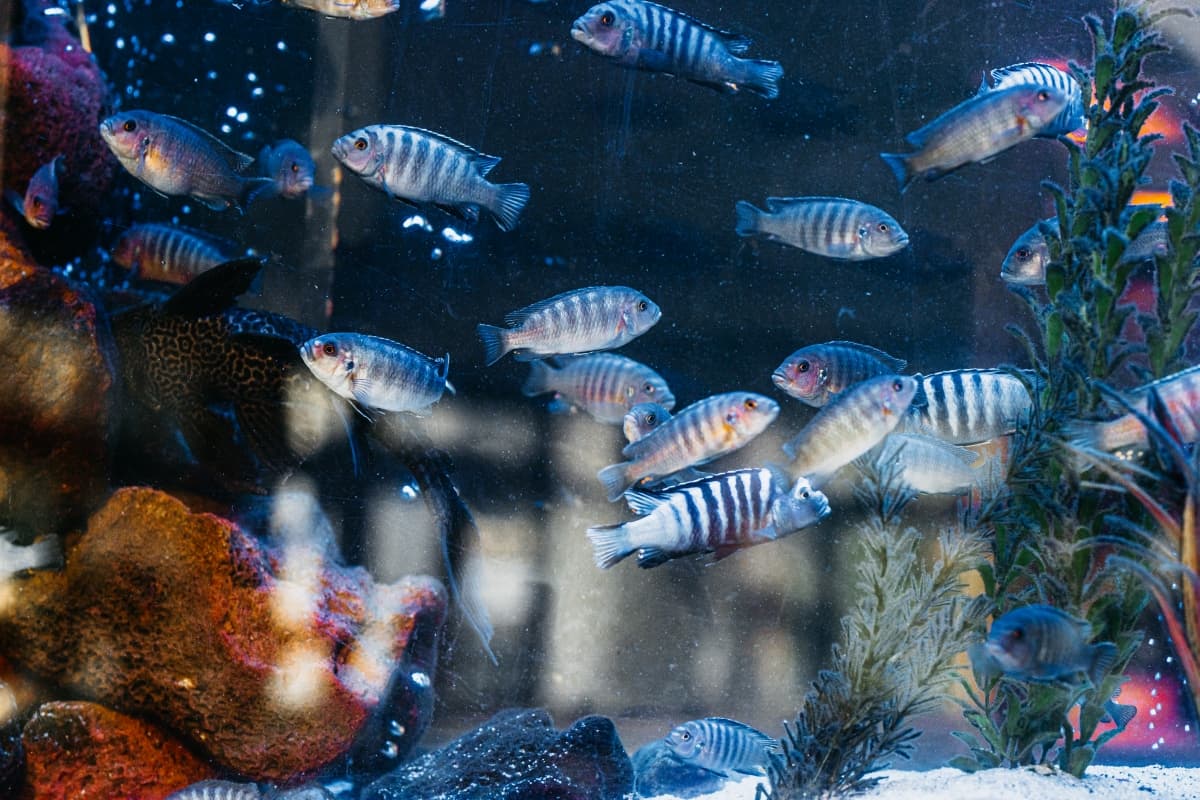 Fotografie de Romeo Mihail Photography la Restaurant Potcoava