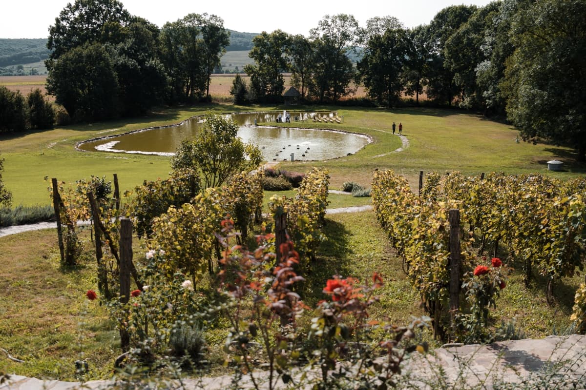 Fotografie de  Flavia Moldovan fotograf la Petry Estate Winery