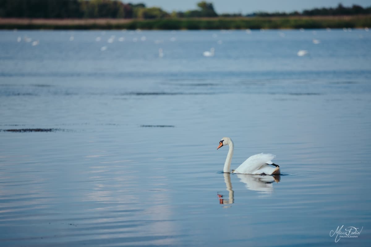 Fotografie de Micu Daniel la Murighiol