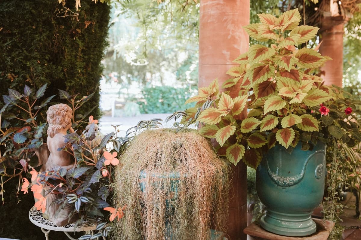 Domeniile Dracula Danes  - locatie pentru nunti in Danes, Sighisoara, Mureș