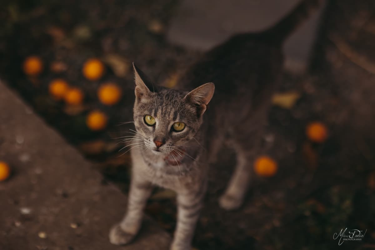 Suvenir din Dobrogea - locatie pentru nunti in Vişina, Tulcea