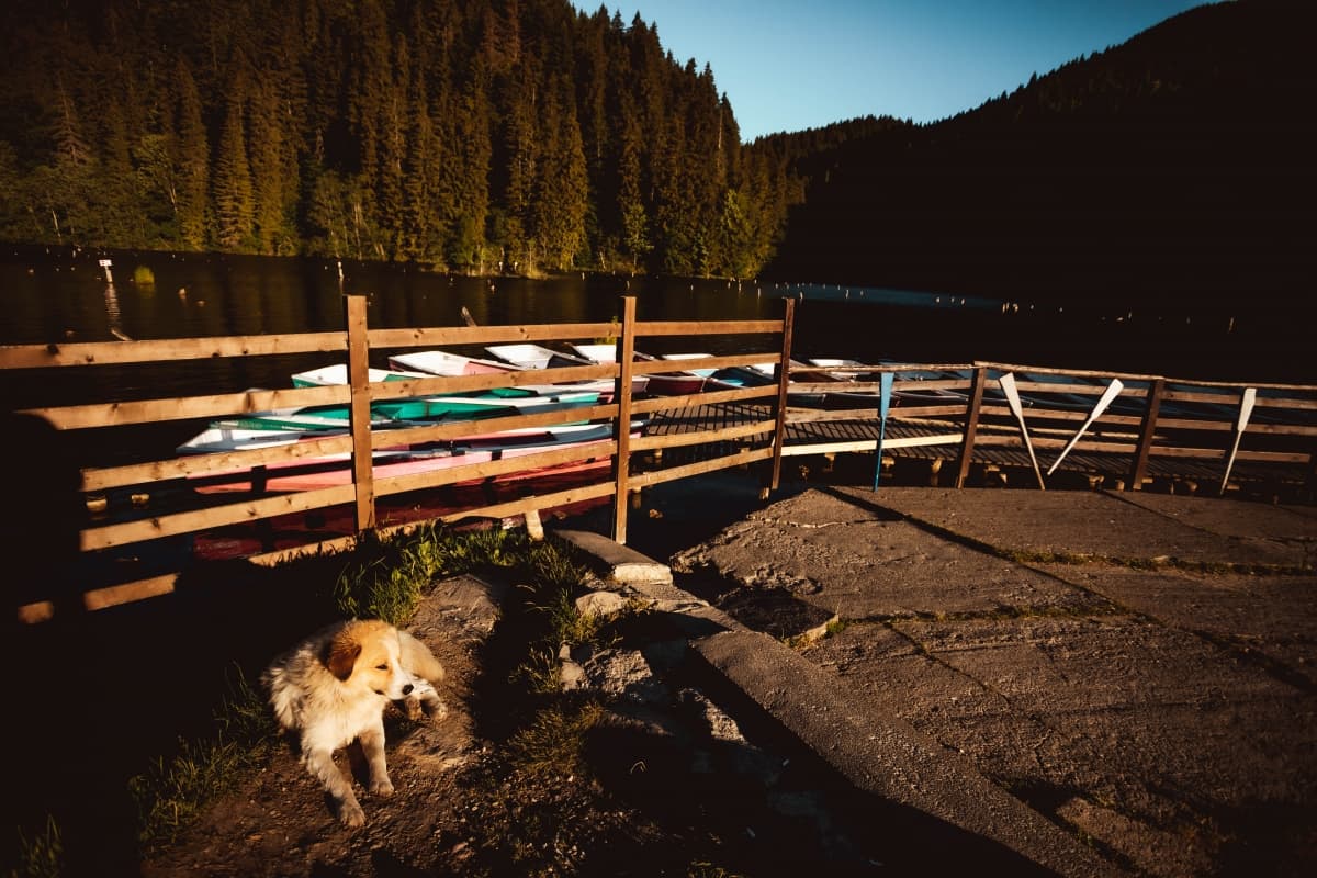 Fotografie de Alexandru Roman Photographer la Restaurant Lacu Rosu