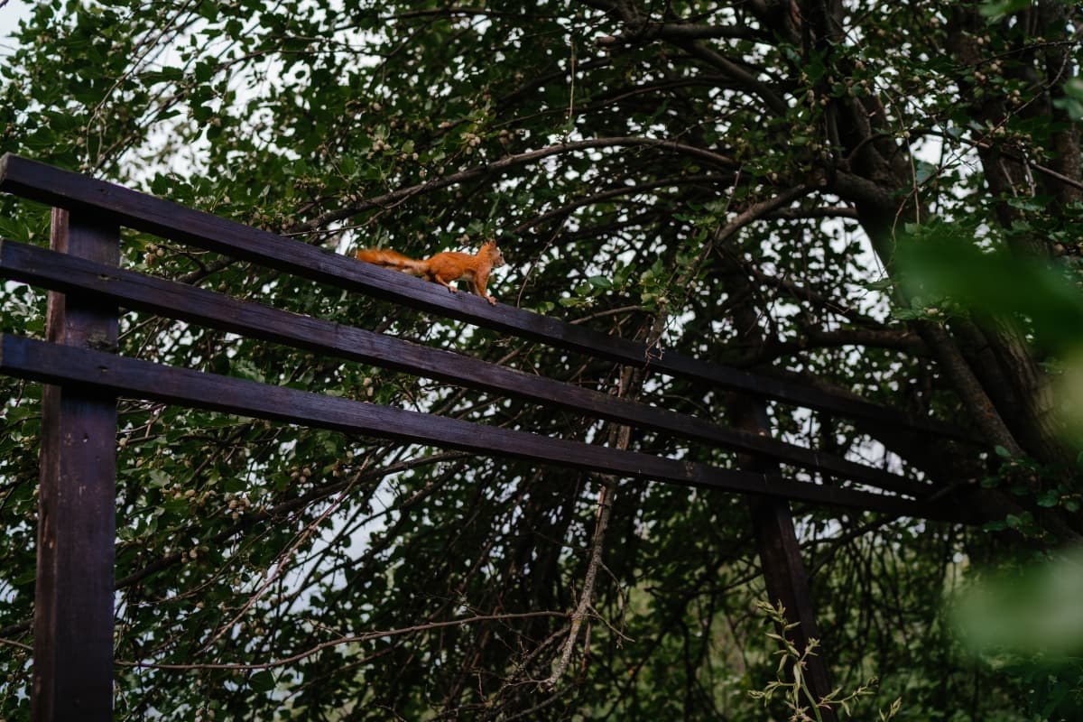 Fotografie de Zaman Alexandru-Denis la Salon Aurore
