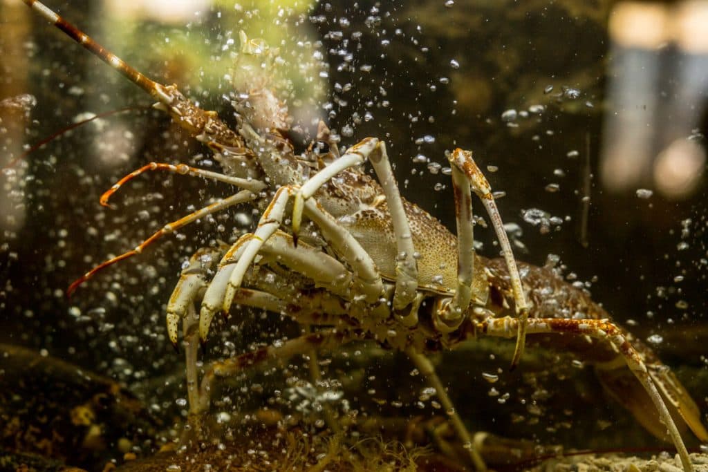 Fotografie de ZOOMER STUDIO la Dancing Lobster