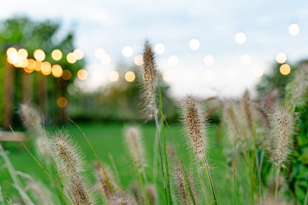 Fotografie de Live Love Laugh - Dana Sacalov la Blissful Garden