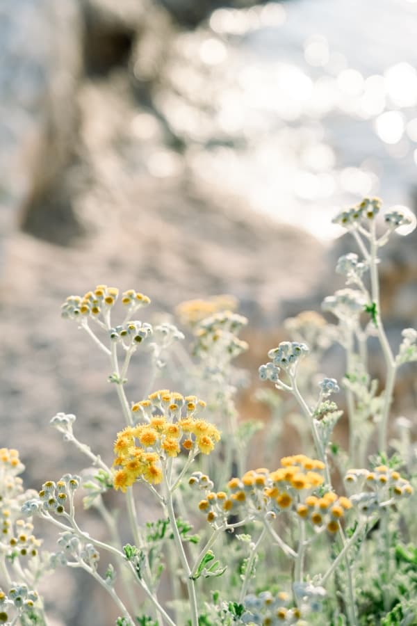 Fotografie de The Bercans la Cap d'Antibes