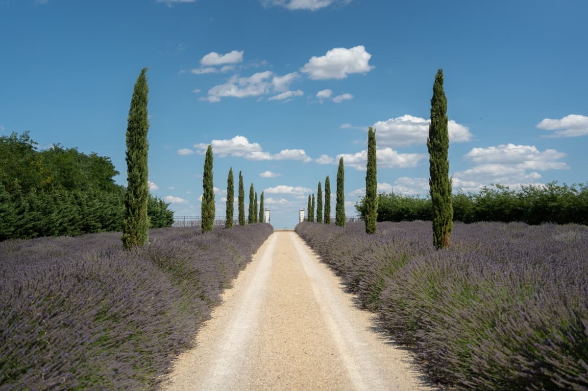 Fotografie de Fotolense la Cesari