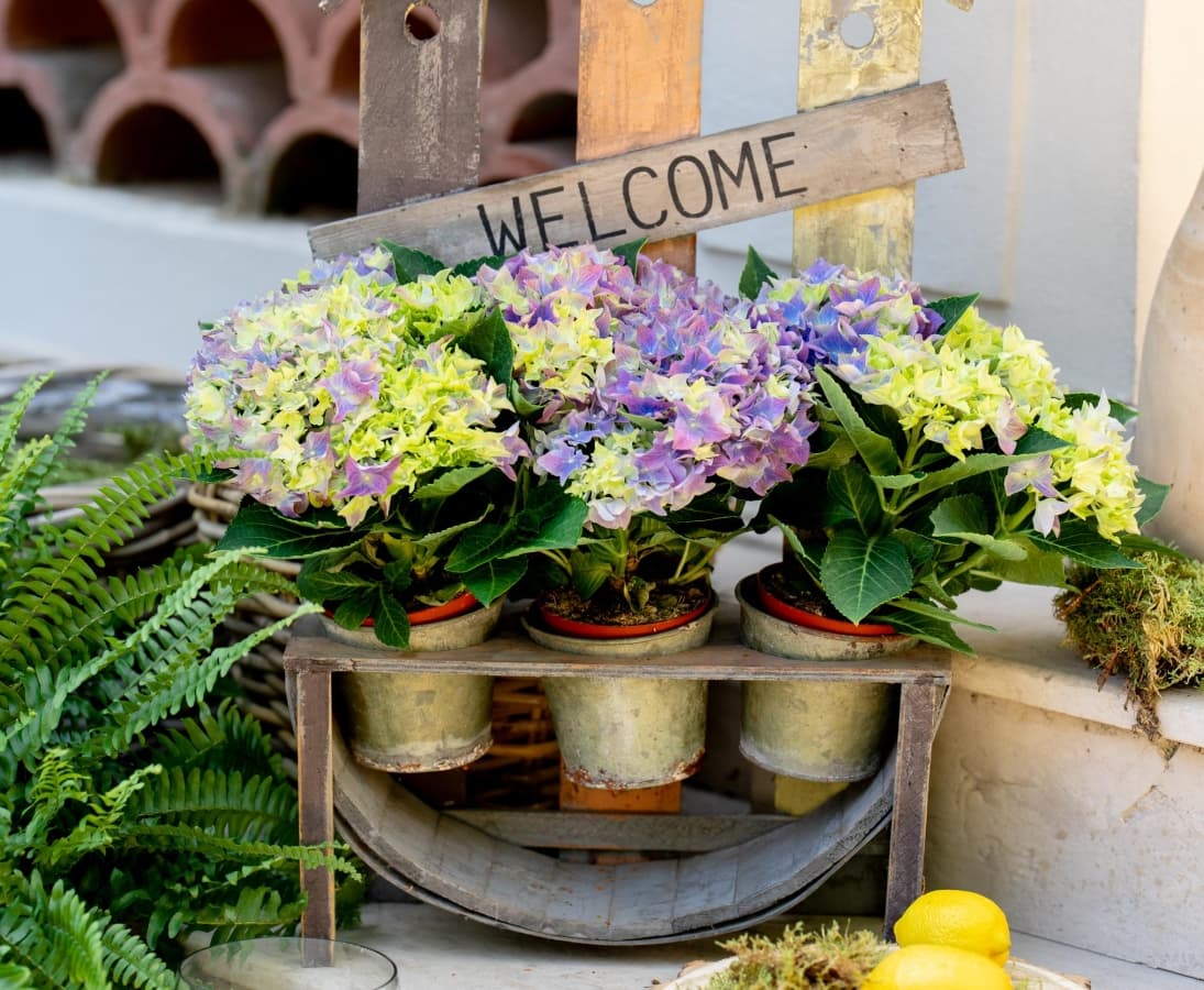 Fotografie de Alexandru Boca la Domeniul Manasia